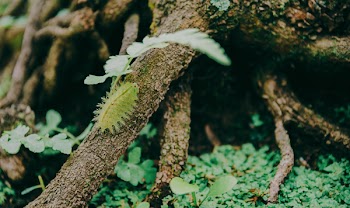 Close-Up Photo of Green Caterpillar On Root