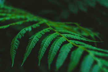 Close-up Photo of Green Fern Plant