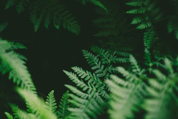 Close-Up Photo Of Green Leaf