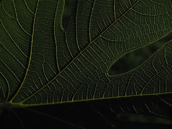 Close-up Photo of Green Leaf