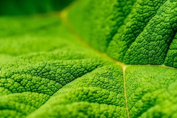 close up photo of green leaf