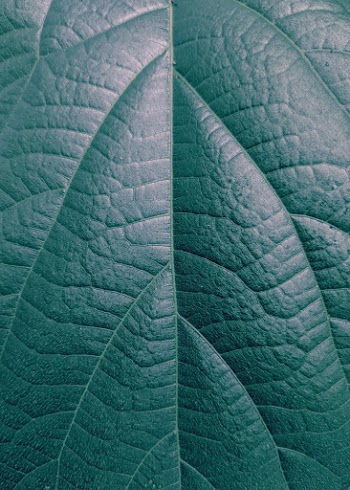 Close-up Photo of Green Leaf