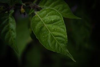 Close-Up Photo of Green Leaf