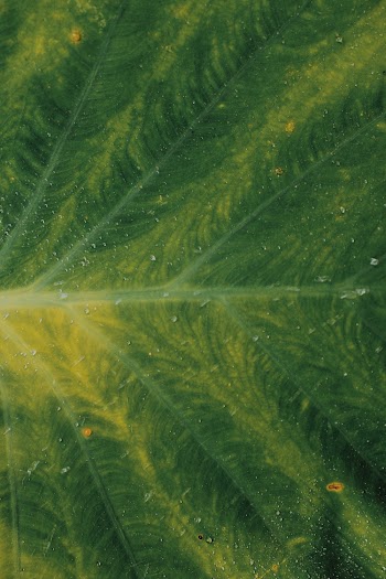 Close-Up Photo Of Green Leaf