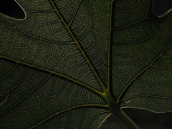 Close-up Photo of Green Leaf