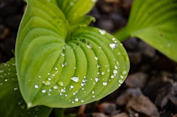 Close-up Photo Of Green Leaf Plant