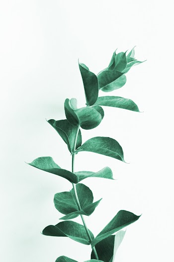 Close-Up Photo Of Green Leaf Plant