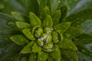 Close-up Photo Of Green Leaf Plant With Water Drops