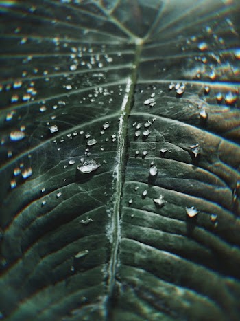 Close-up Photo of Green Leaf With Water Drops