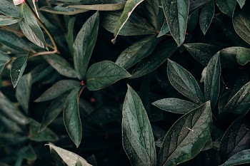 Close-up Photo of Green Leafed Plant