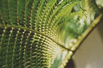 close up photo of green leafed plant
