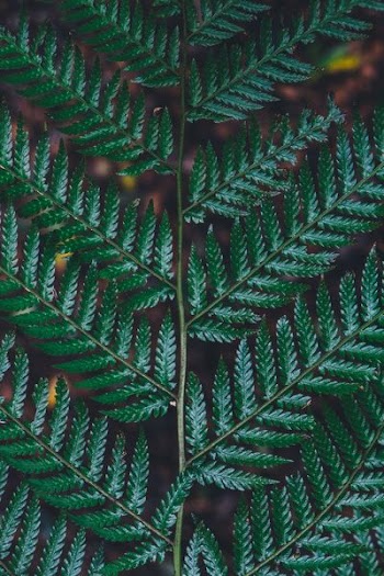 close-up photo of green leafed plant