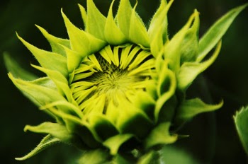 Close-Up Photo of Green-Leafed Plant