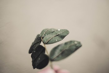 Close-Up Photo of Green Leafed Plant