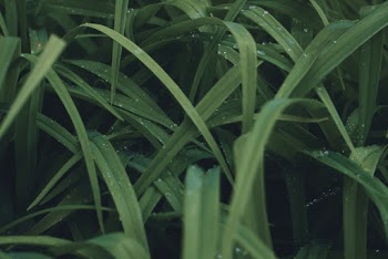 Close-Up Photo of Green-Leafed Plant