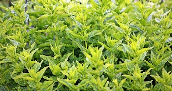 Close Up Photo of Green Leafed Plants