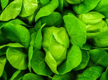Close-up Photo Of Green Leafed Plants