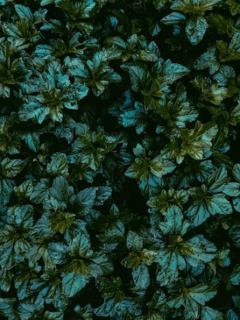Close-up Photo of Green Leafy Plant
