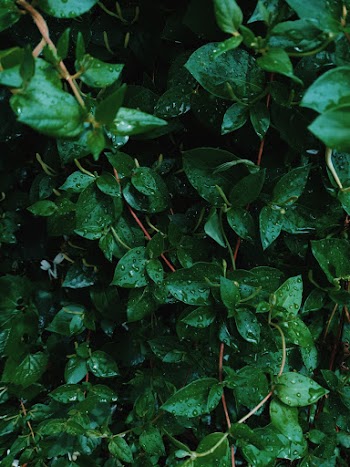 Close-up Photo of Green Leafy Plant