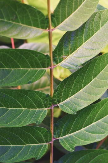 Close-Up Photo of Green Leaves