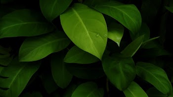 Close-Up Photo of Green Leaves