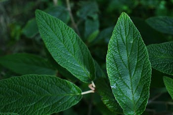 Close-Up Photo of Green Leaves