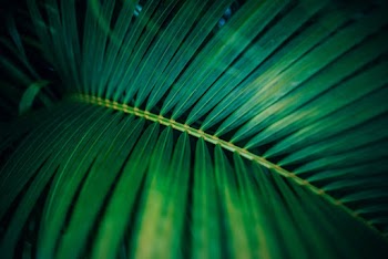 Close-Up Photo of Green Leaves