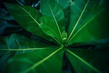 Close-Up Photo of Green Leaves