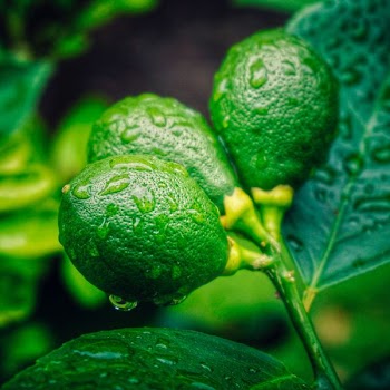 close-up photo of green lemon with drops of water during daytime