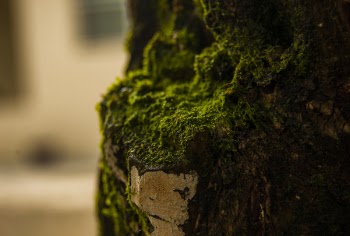 Close-up Photo Of Green Moss