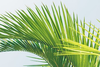 Close-up Photo of Green Palm Tree Leaves