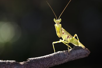 Close-up Photo of Green Praying Mantis