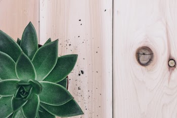 Close-Up Photo of Green Succulent Plant