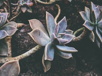 Close-Up Photo of Green Succulents