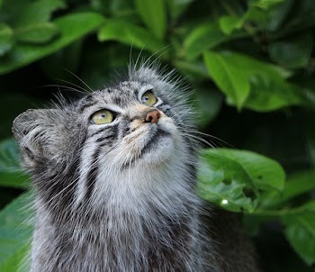 Close Up Photo of Grey and White Furred Animal Near Green Leaf Plant