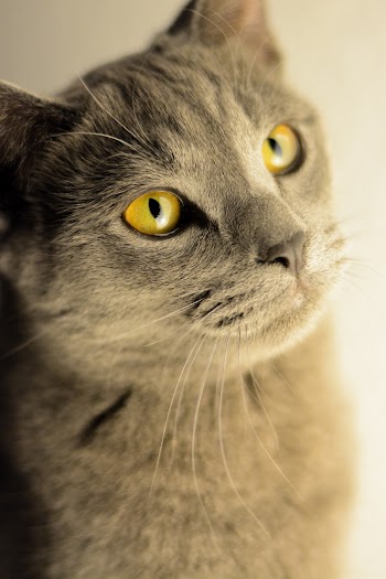 Close-Up Photo of Grey Cat