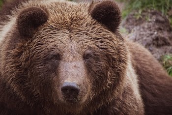 Close-up Photo of Grizzly Bear