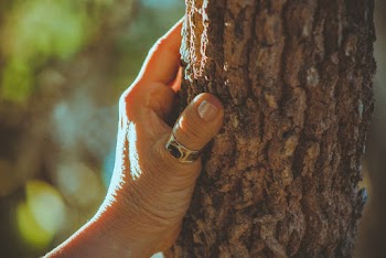 Close-up Photo of Hand Wearing Ring Holding Tree Trunk