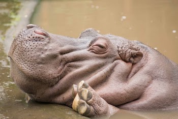 Close-up Photo of Hippopotamus in Water
