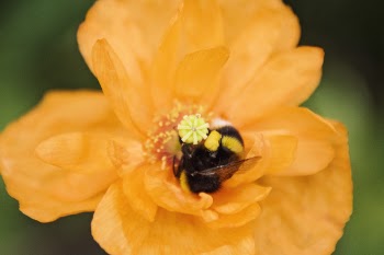 Close-up Photo of Honey Bee on Yellow Flower