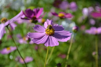 Close-up Photo of Honey Bee Perched on Purple Flower