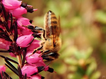 Close Up Photo of Honeybess Perching on Pink Flower Buds
