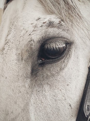 Close-up Photo Of Horse