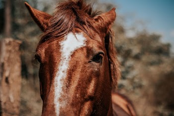 Close-up Photo of Horse Head