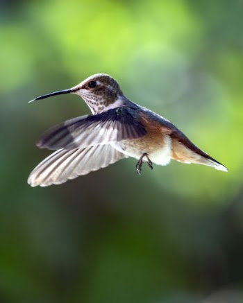 Close-Up Photo of Hummingbird