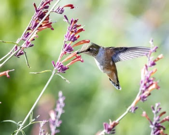 Close-Up Photo of Hummingbird Near Flowers