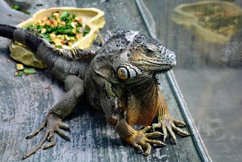 Close-Up Photo of Iguana in Terrarium