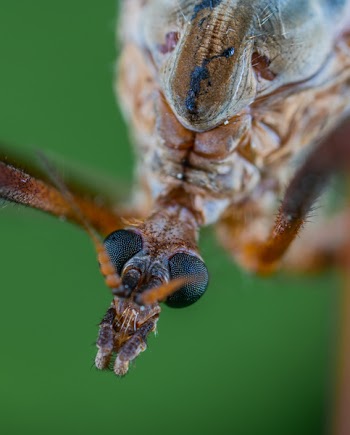 Close-up Photo Of Insect