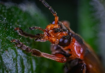 Close-up Photo Of Insect