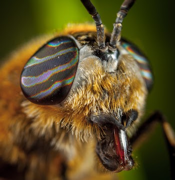 Close-Up Photo Of Insect